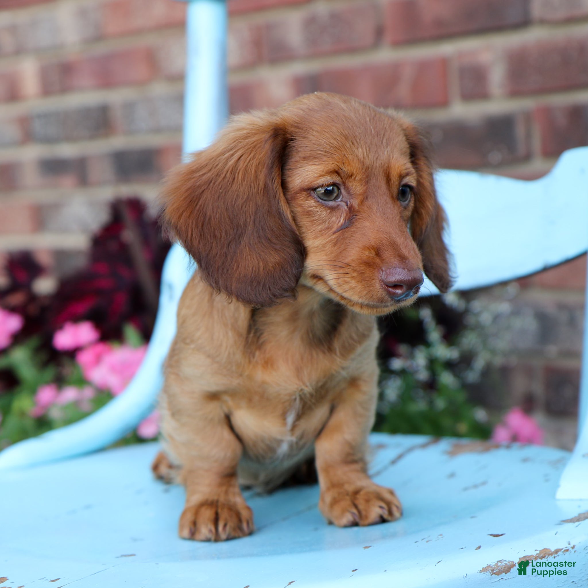 Miniature Dachshund dogs Lily - Ad 2