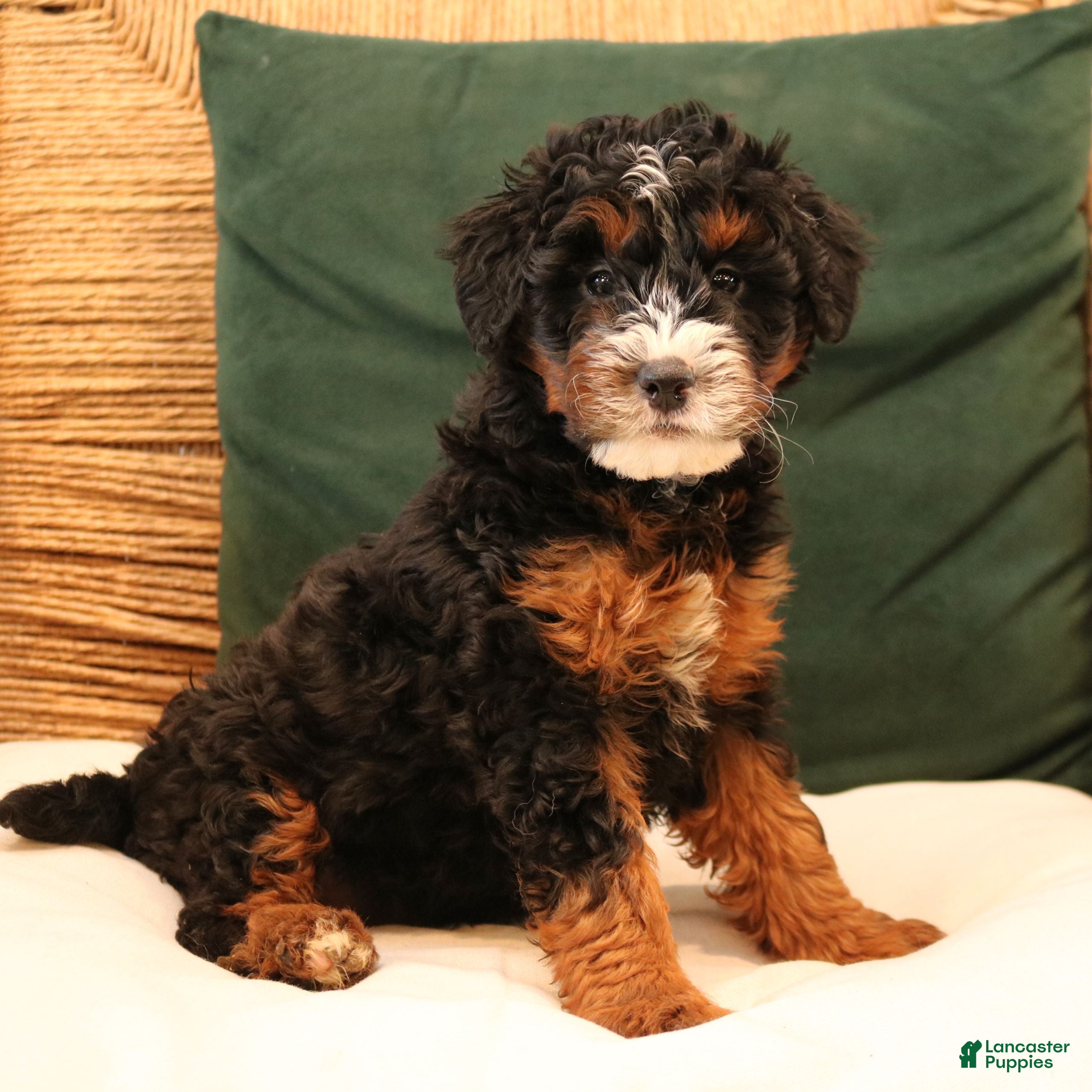Mini Bernedoodle dogs Noelle  - Ad 33
