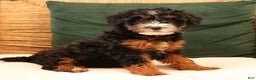 Mini Bernedoodle dogs for sale: Noelle  - Ad 1