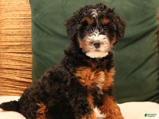 Mini Bernedoodle dogs Noelle - Ad 33