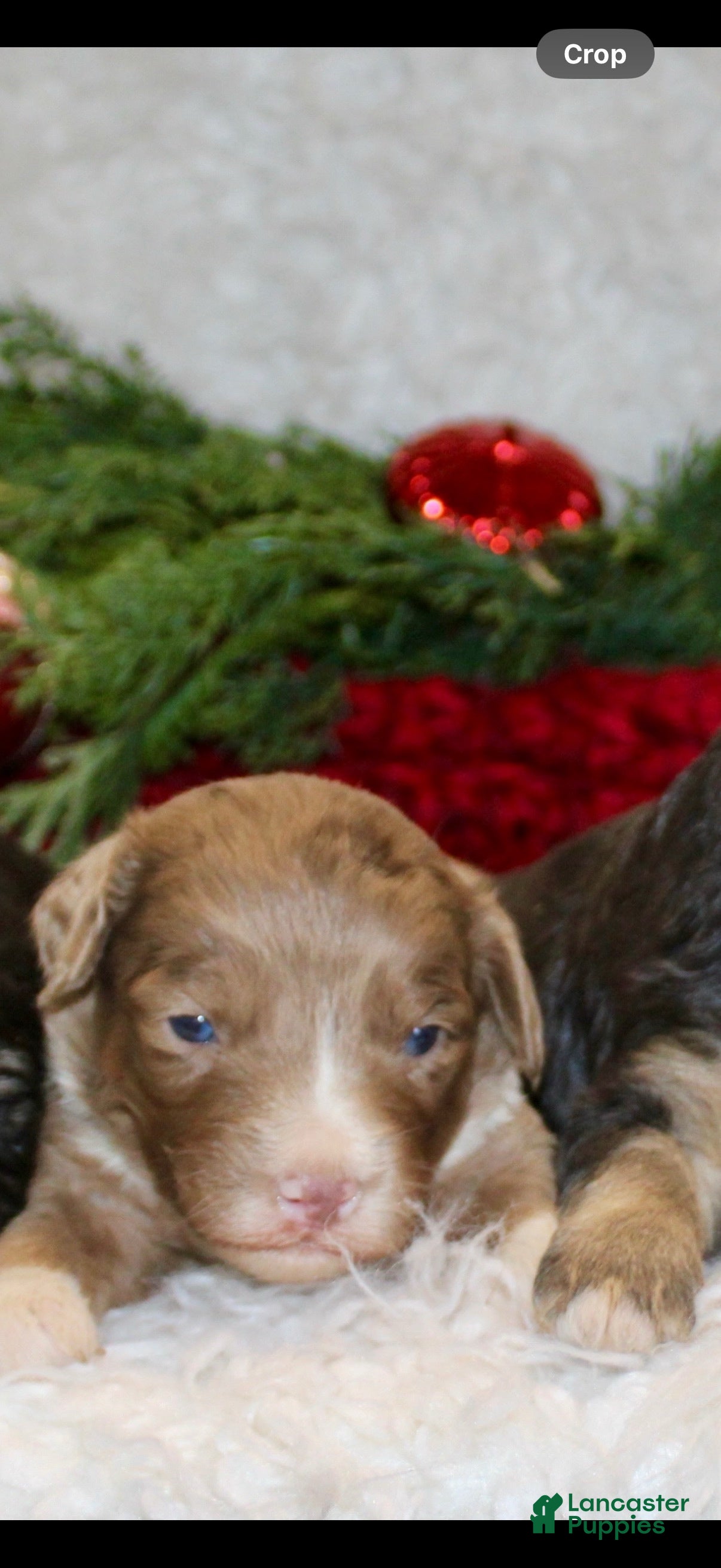 Mini Aussiedoodle dogs Mini Aussiedoodle Puppy 6 - Ad 4