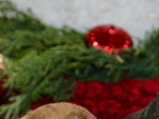 Mini Aussiedoodle dogs Mini Aussiedoodle Puppy 6 - Ad 4