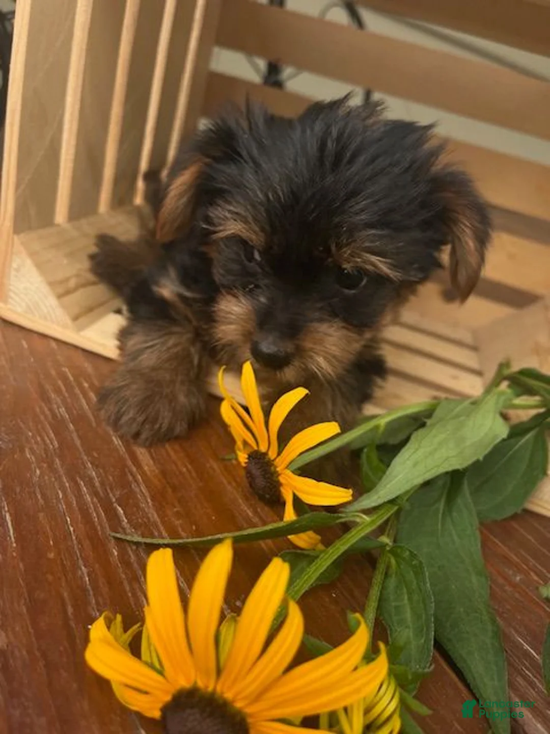 Yorkshire Terrier dogs for sale: Archie - Ad 4