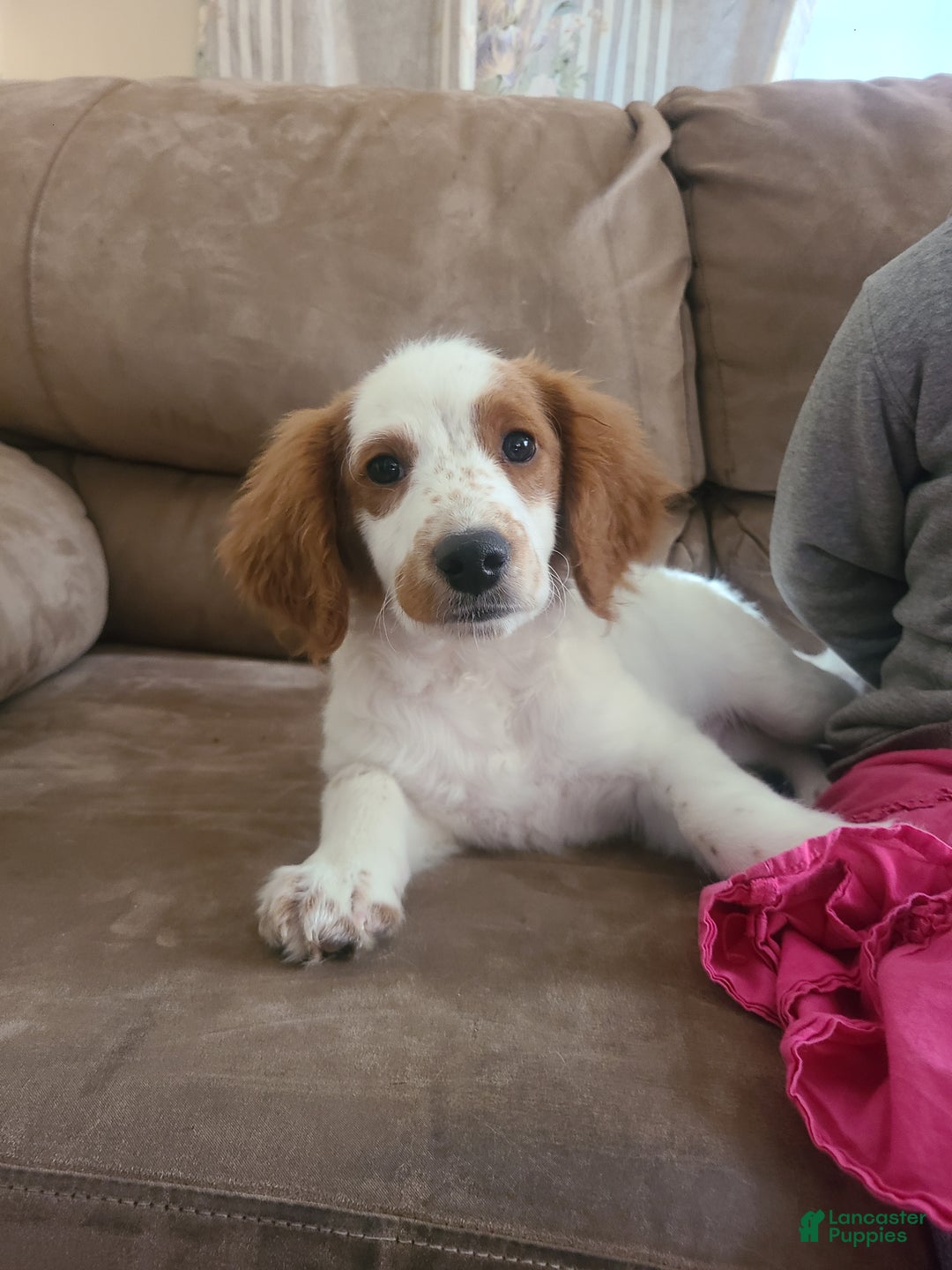 Mini Goldendoodle dogs for sale: Jet - Ad 10