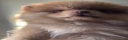 Pomeranian dogs for sale: Pomeranian 1 - Ad 7