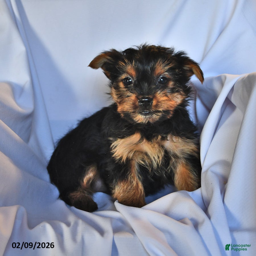 Yorkshire Terrier dogs Jade - Ad 20