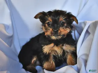 Yorkshire Terrier dogs Jade - Ad 20