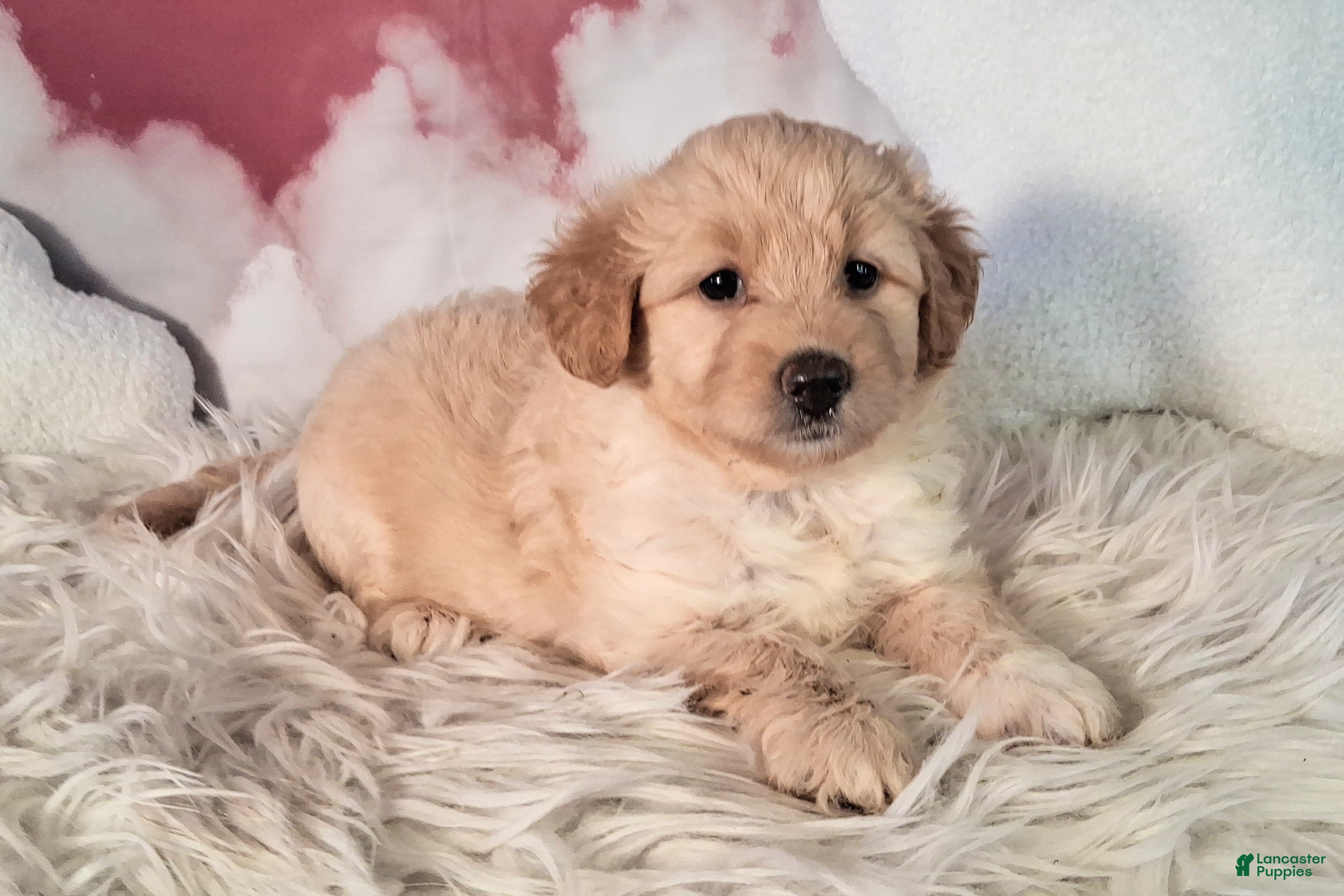 Mixed Breed dogs Mia💗Petite Golden Sheltie Doodle - Ad 1