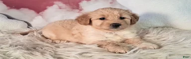 Mia💗Petite Golden Sheltie Doodle