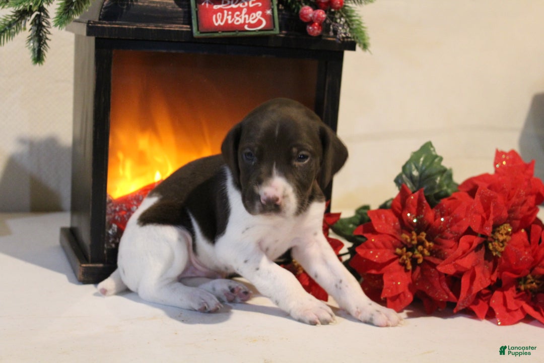 German Shorthaired Pointer dogs for sale: Blitzen - Ad 2