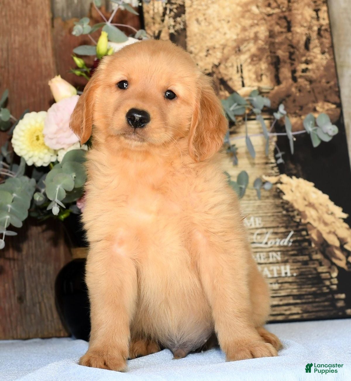 Golden Retriever Cheap Puppies For Adoption Golden Outlet Golden