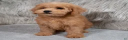 Mini Goldendoodle dogs for sale: Hank ID: 3860 - Ad 12
