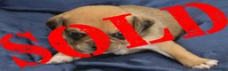Puggle dogs for sale: Chewy - Ad 36