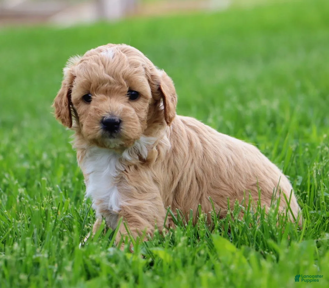 Mixed Breed dogs for sale: Buddy - Ad 2