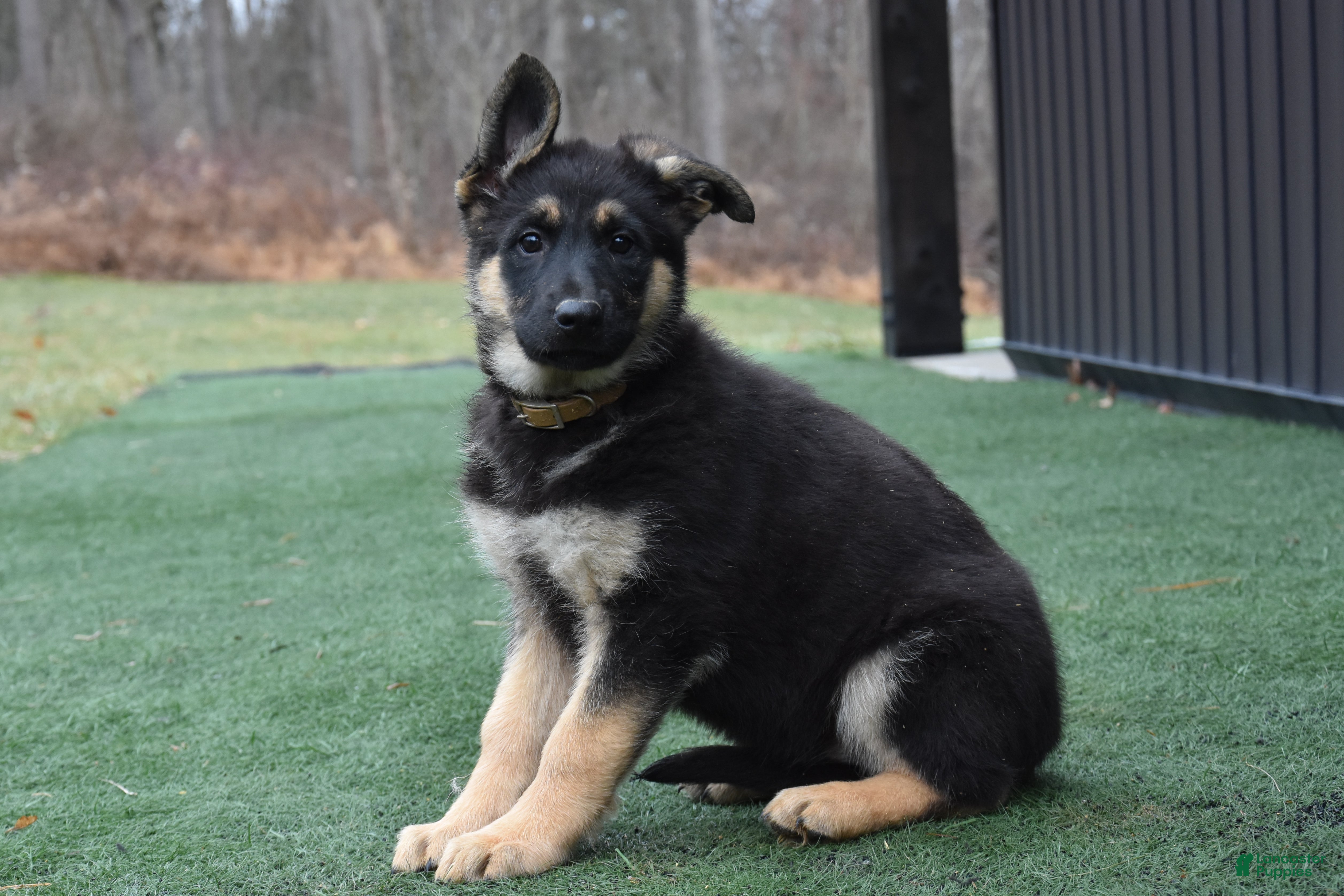 German Shepherd dogs Lucy - Ad 8