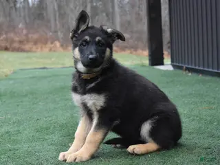 German Shepherd dogs Lucy - Ad 39