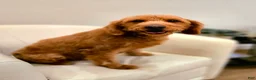 Mini Goldendoodle dogs for sale: Poppy - Ad 5