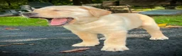 Labrador Retriever dogs for sale: Lola - Ad 5