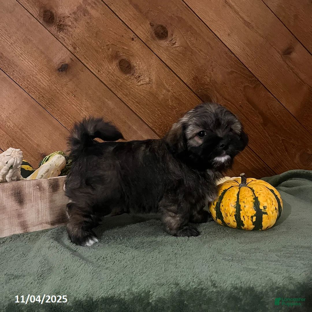 Havanese dogs for sale: Litter of Havanese - Ad 2