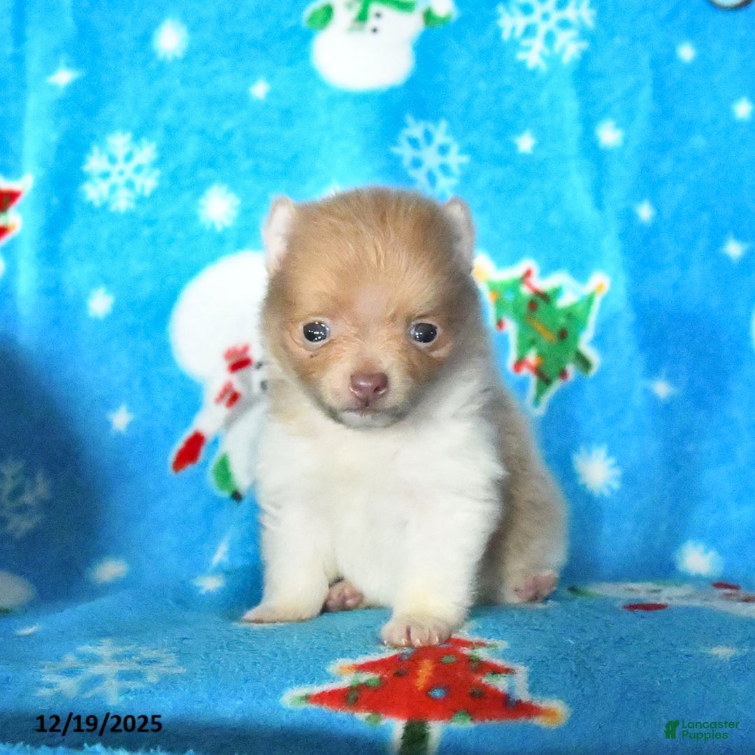 Pomeranian dogs for sale: Peanut  - Ad 2