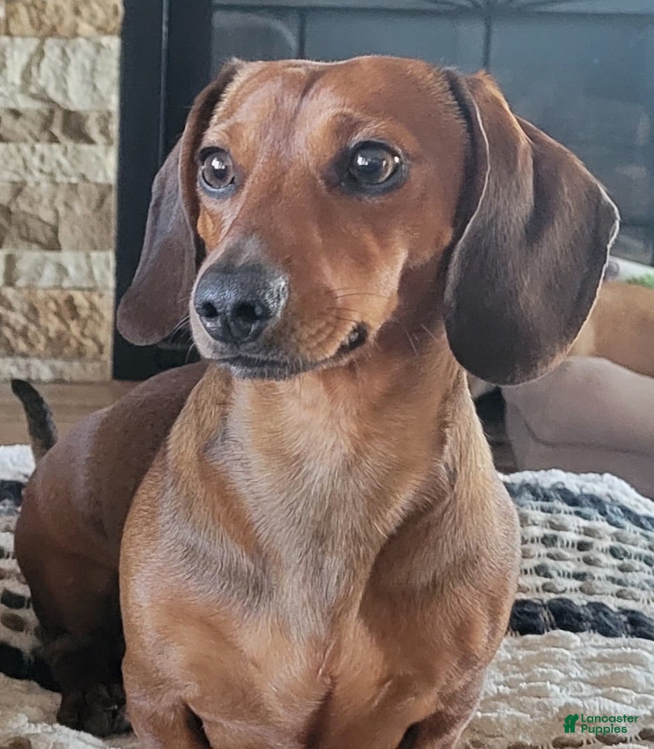 Dachshund dogs Dachshund 1 - Ad 41