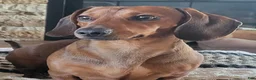 Dachshund dogs for sale: Dachshund 1 - Ad 1