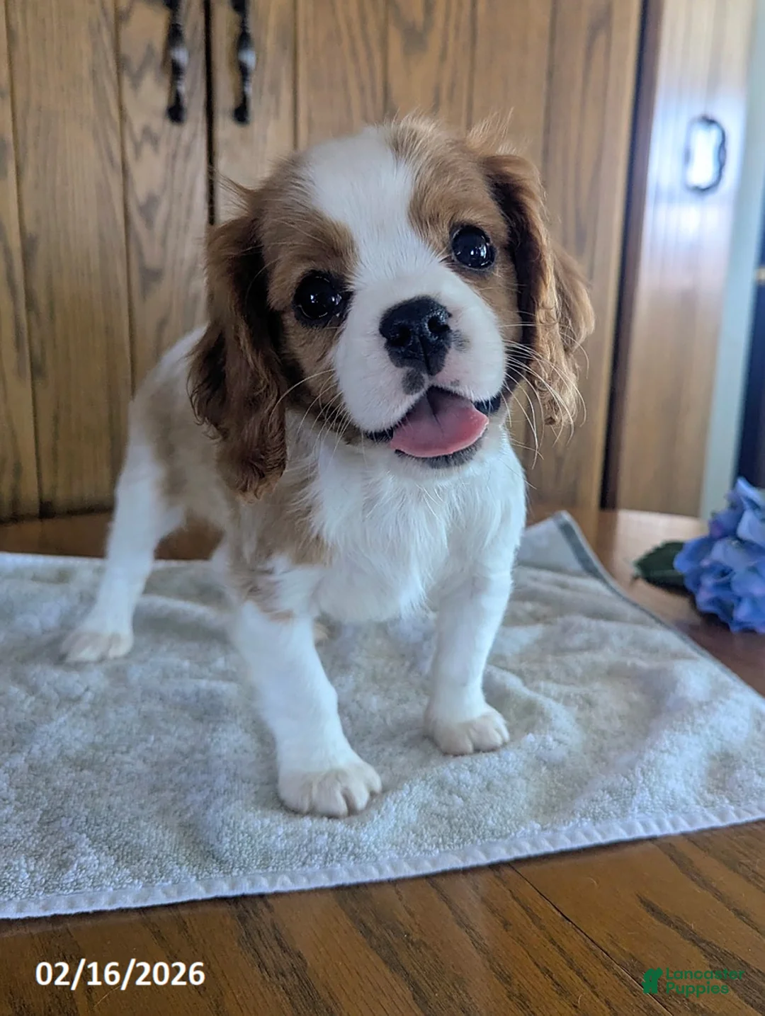 Cavalier King Charles Spaniel dogs for sale: Cinnamon - Ad 1
