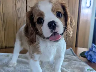 Cavalier King Charles Spaniel dogs for sale: Cinnamon - Ad 3