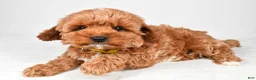 Cavapoo dogs for sale: Bailey  f one b - Ad 6