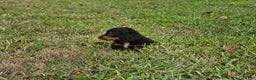 Miniature Dachshund dogs for sale: Rhonda  - Ad 5