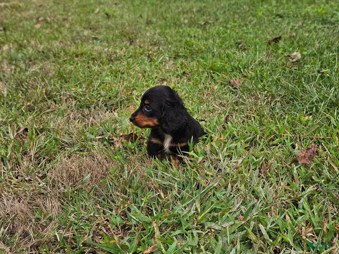 Miniature Dachshund dogs for sale: Rhonda  - Ad 5