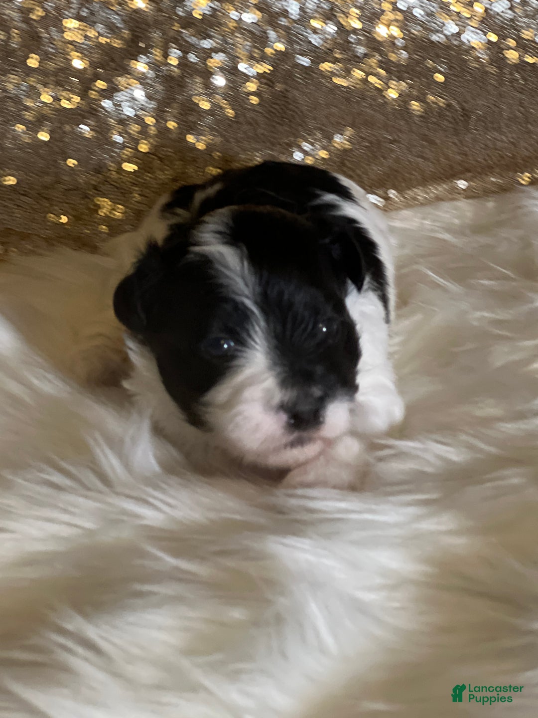 Havanese dogs for sale: Oreo - Ad 7