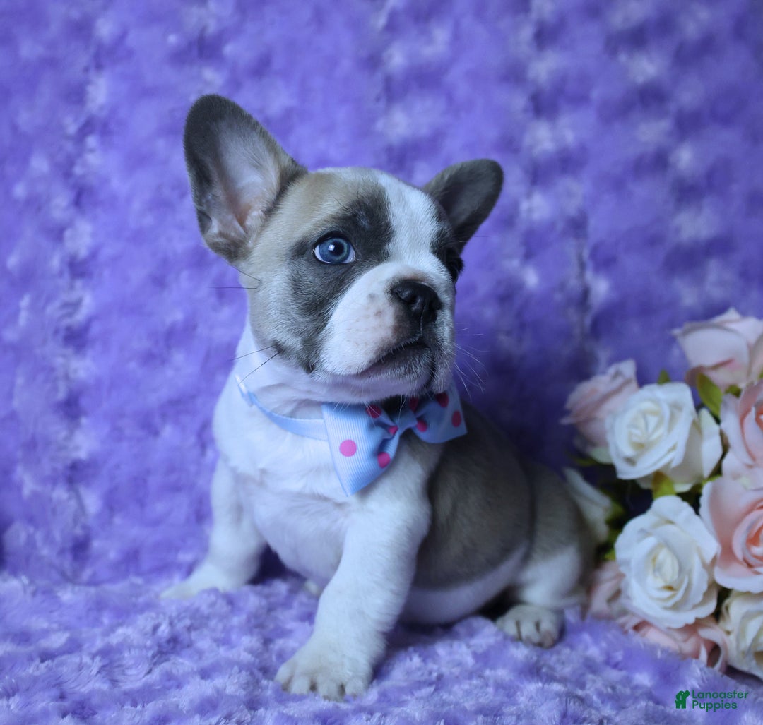 French Bulldog dogs for sale: French Bulldog Blue Piebald AKC, Health Tested Parents 4 - Ad 1