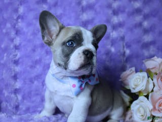 French Bulldog dogs French Bulldog Blue Piebald AKC, Health Tested Parents 4 - Ad 38