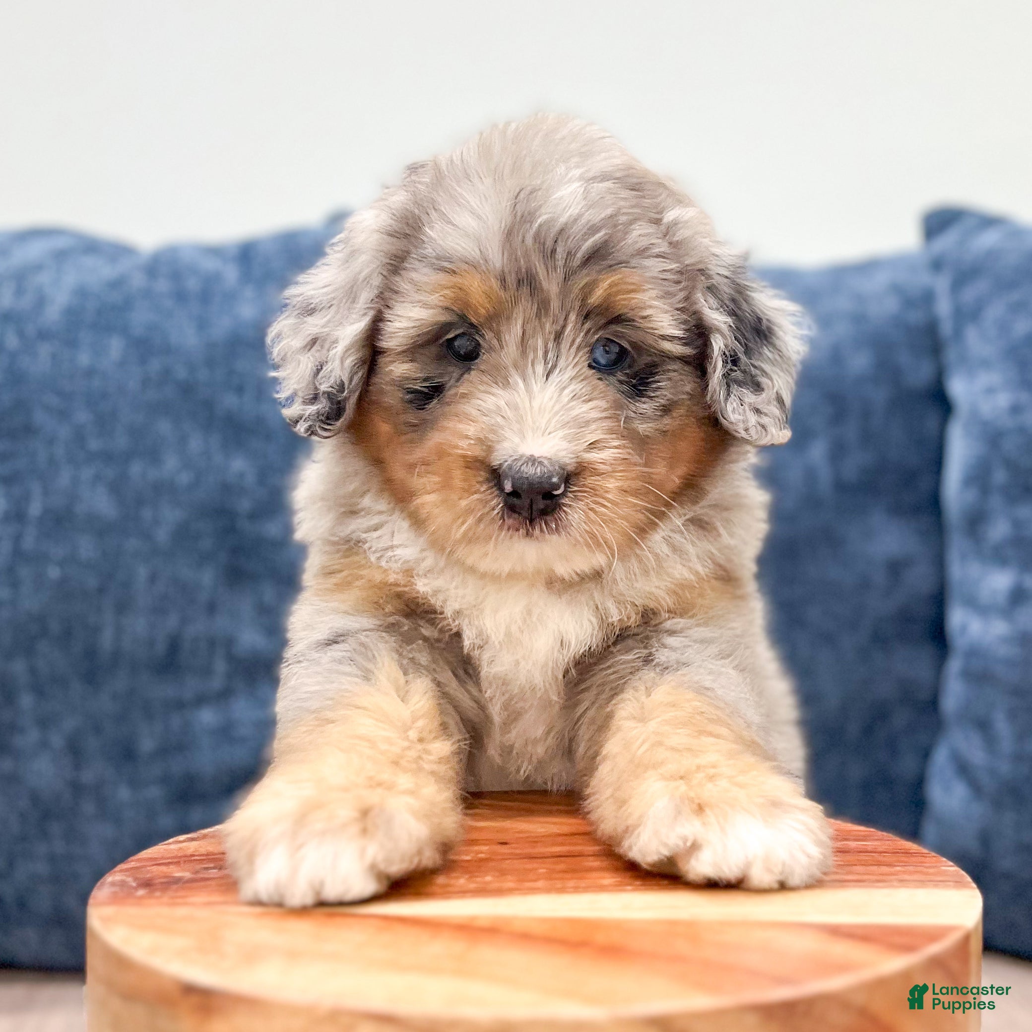 Mini Bernedoodle dogs Sugar - Ad 2