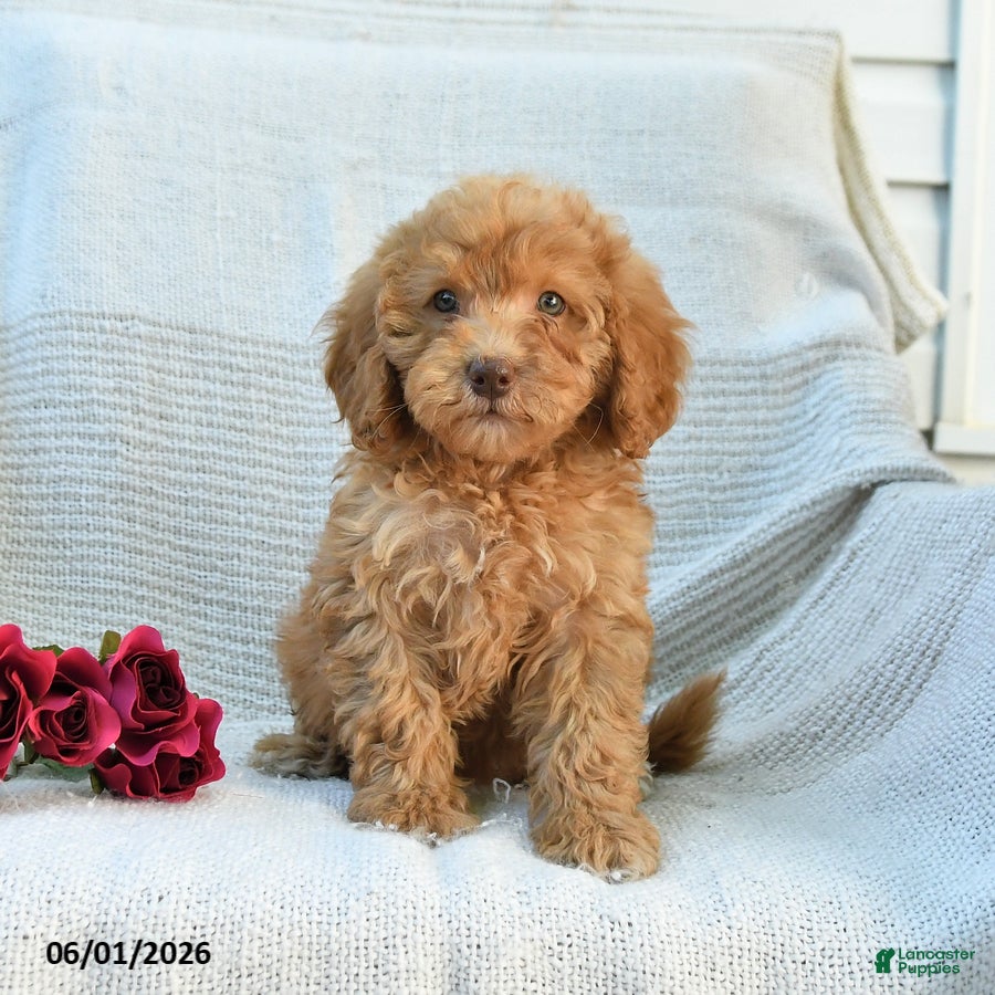 Mini Goldendoodle dogs Melody - Ad 1