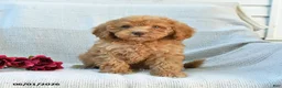 Mini Goldendoodle dogs for sale: Melody - Ad 6