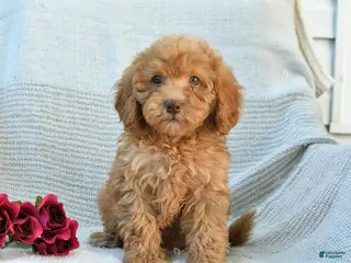 Mini Goldendoodle dogs for sale: Melody - Ad 4