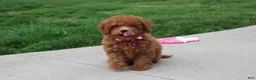 Bichpoo dogs for sale: Trixie - Ad 8