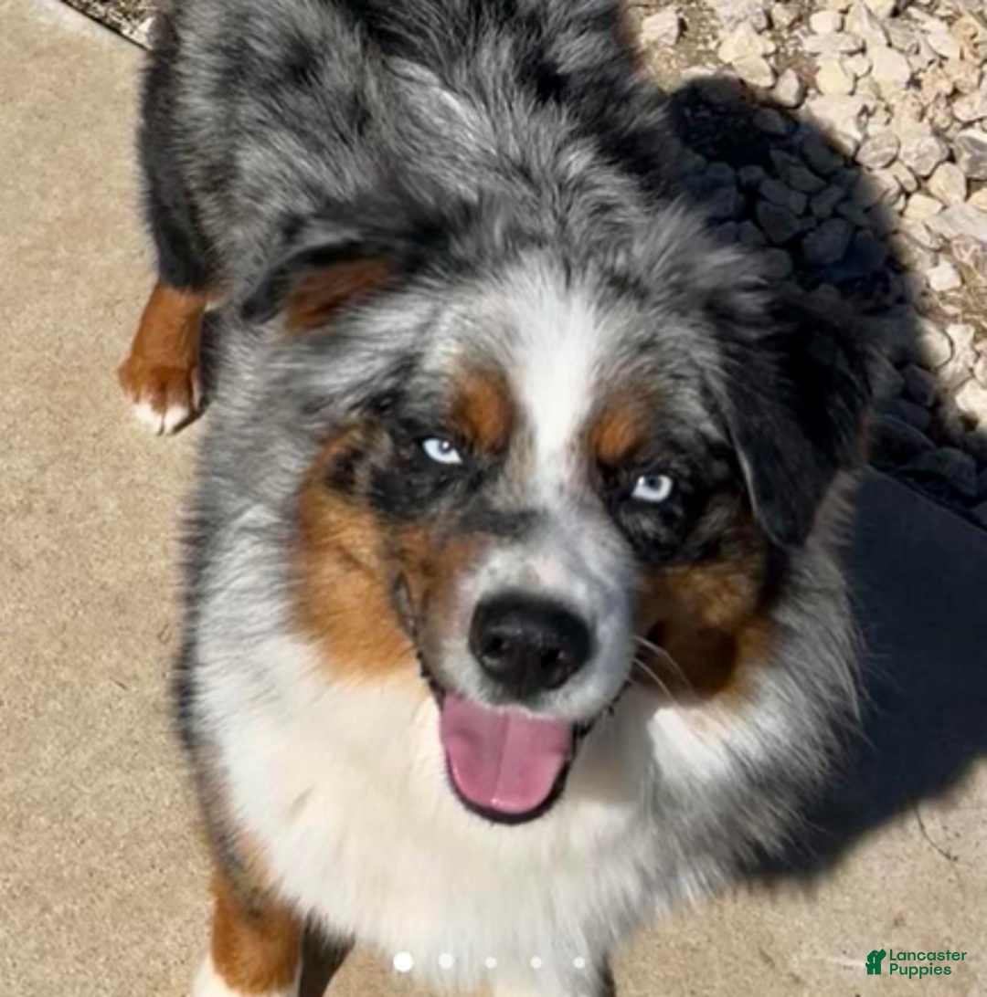 Miniature Australian Shepherd dogs for sale: Uncle Chad - Ad 6