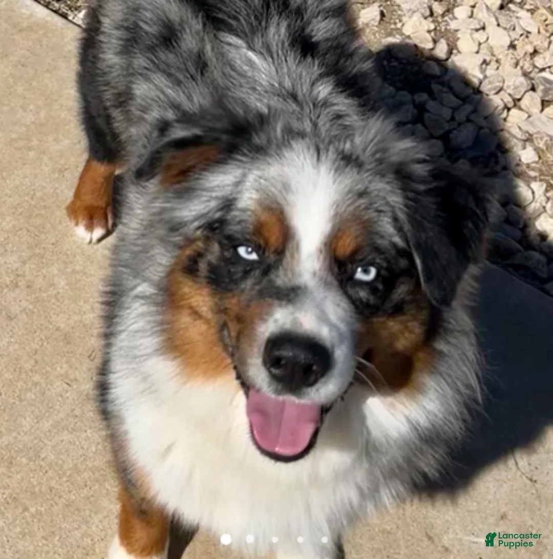 Miniature Australian Shepherd dogs for sale: Uncle Abe - Ad 6