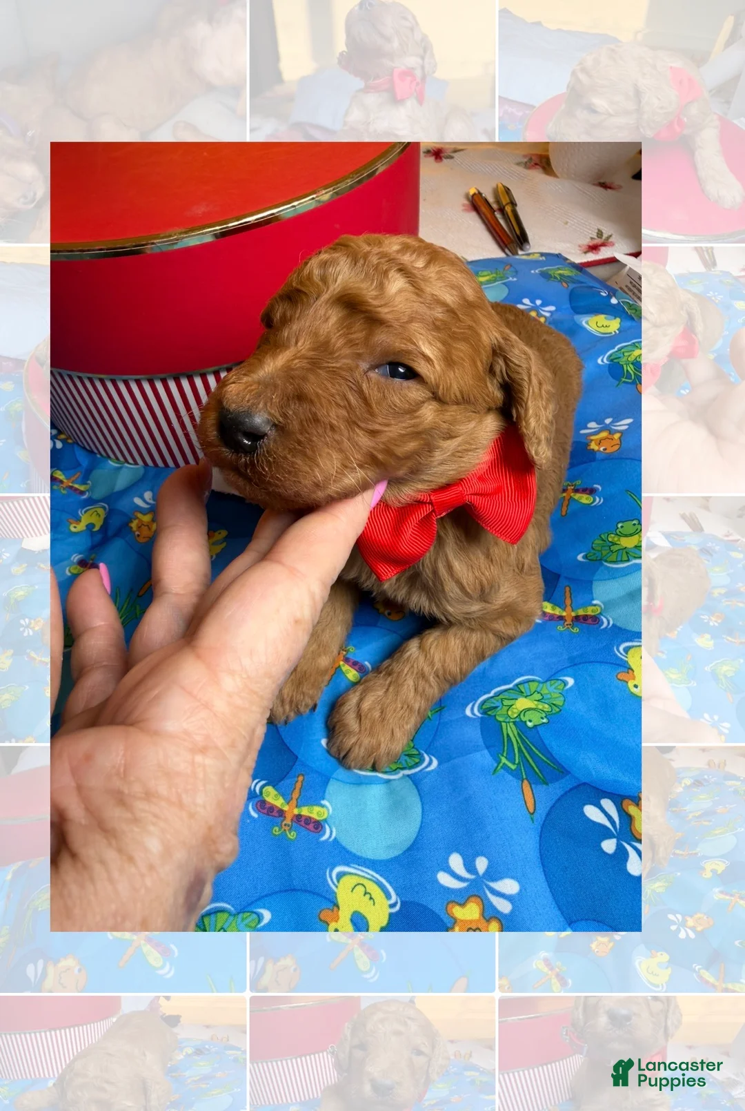 Standard Poodle dogs for sale: Red - Ad 1