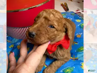 Standard Poodle dogs Red - Ad 4