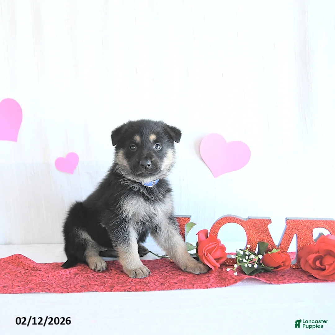 German Shepherd dogs for sale: Sabiya - Ad 5