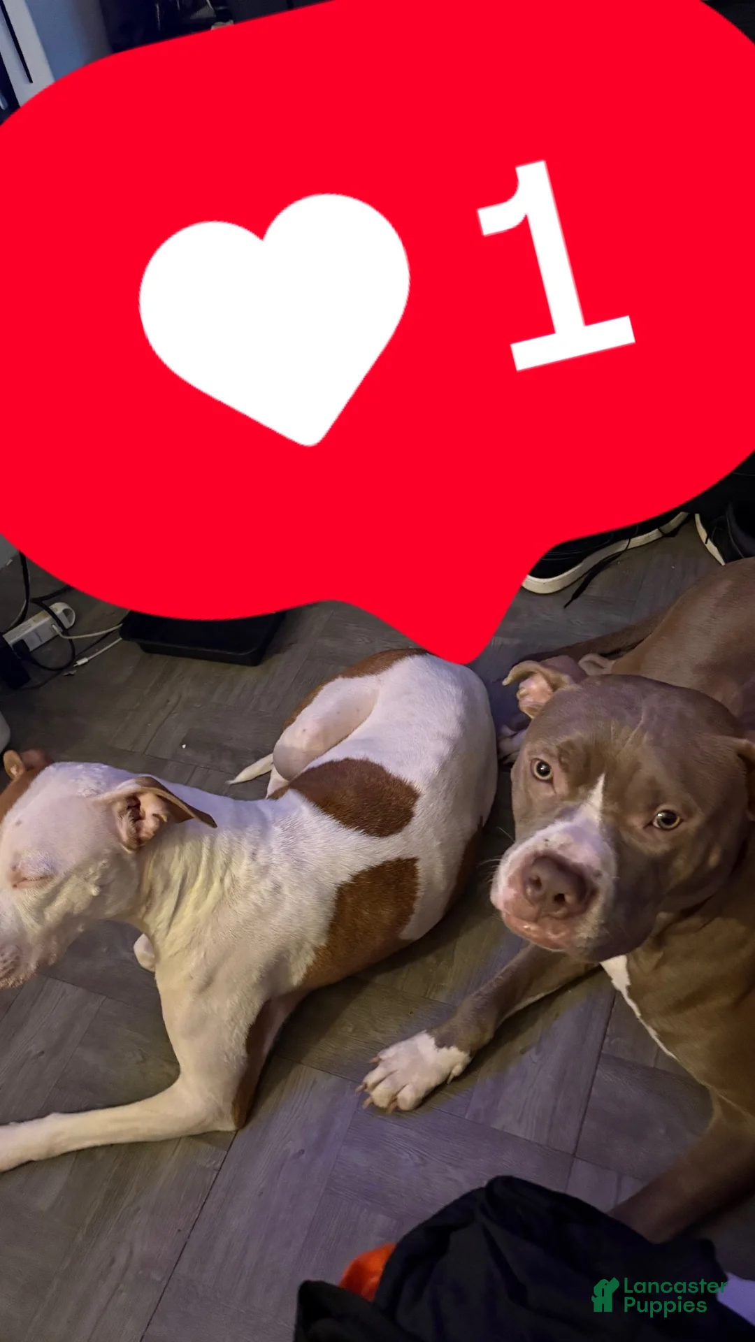 American Pit Bull Terrier dogs for sale: Misty - Ad 3