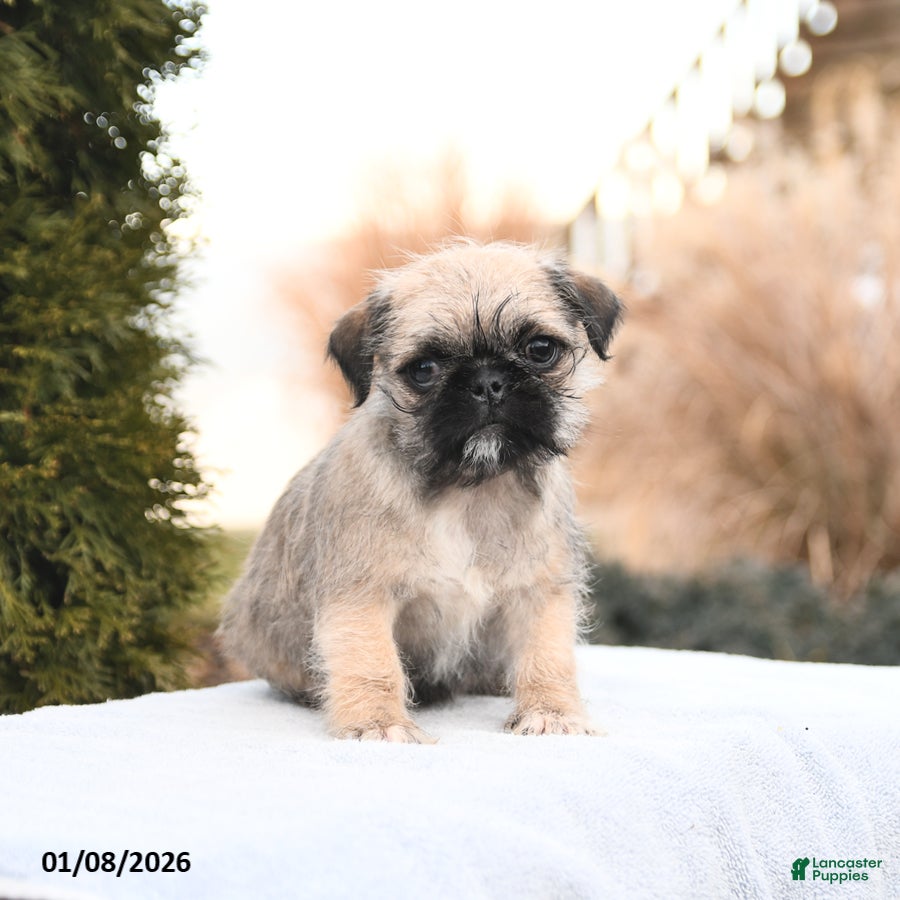 Mixed Breed dogs Macy - Ad 2