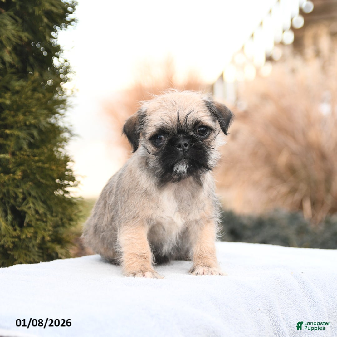 Mixed Breed dogs for sale: Macy - Ad 2