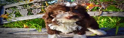 Havapoo dogs for sale: Dexter - Ad 5