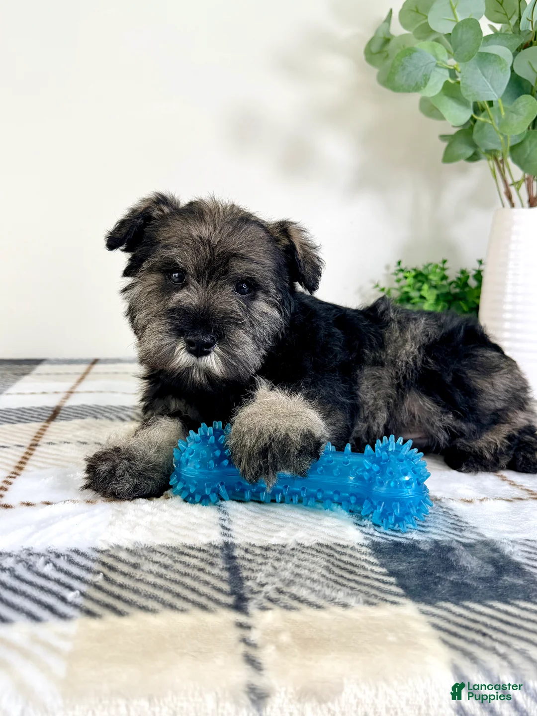Miniature Schnauzer dogs for sale: AKC Bobby - Ad 5