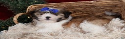 Shih Tzu dogs for sale: Jared - Ad 20
